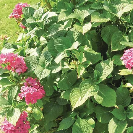 Semesterbostad Harekaergardsvej Hyllinge Iv *